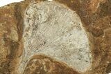 Two Fossil Ginkgo Leaves From North Dakota - Paleocene #215475-1